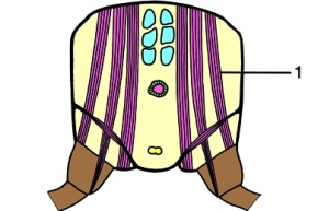 Mikropräparat - Honigbiene, Thorax der Arbeiterin, quer. Brustmuskulatur