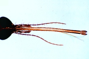 Mikropräparat - Culex pipiens, Stechmücke, stechend-saugende Mundwerkzeuge vom Weibchen, total. Blutsauger