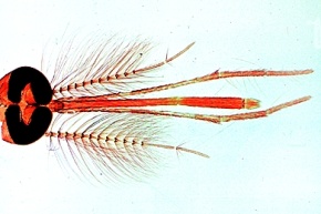 Mikropräparat - Culex pipiens, Stechmücke, Mundwerkzeuge vom Männchen