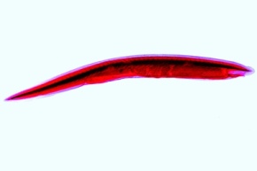 Mikropräparate - Das Lanzettfischchen (Branchiostoma lanceolatum), 8 Präparate