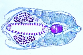 Mikropräparat - Lanzettfischchen, vorderer Schlund mit Kiemendarm, Chorda, quer