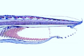 Mikropräparat - Lanzettfischchen (Branchiostoma), Körpermitte, sagittal längs