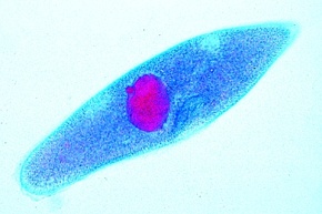 Mikropräparat - Paramaecium, Pantoffeltierchen. Wimpertierchen mit Groß- und Kleinkern, Mundöffnung