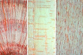 Mikropräparat - Kiefer, Holz, Quer-, Radial- und Tangentialschnitt