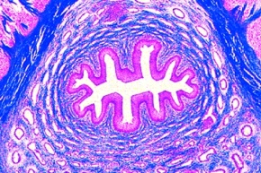 Mikropräparat - Harnröhre (Urethra) des Menschen, quer
