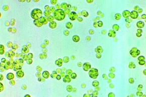 Mikropräparat - Chlorella, einzellige Grünalge