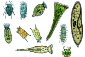 Mikropräparat - Plankton-Streupräparat I