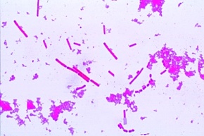 Mikropräparat - Bakterienflora im Käse