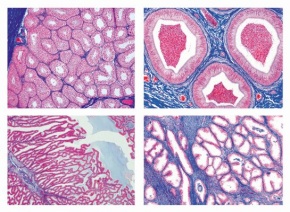 Histologie, Männliche Geschlechtsorgane, 7 Mikropräparate, mit ausführlichem Begleittext