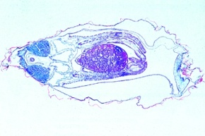 Mikropräparat - Teichmuschel, Anodonta, junges Tier, quer