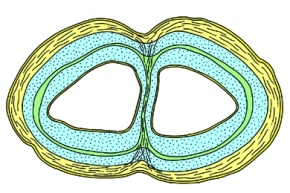 Mikropräparat - Klaffmuschel, Mya arenaria, Siphonalröhre, quer