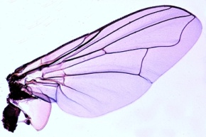 Mikropräparat - Stubenfliege, Musca domestica, Flügel, total