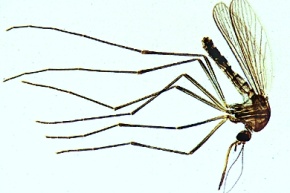 Mikropräparat - Stechmücke, Culex pipiens, Weibchen total