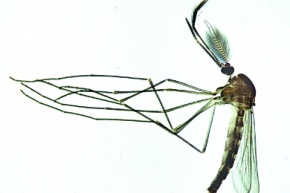 Mikropräparat - Stechmücke, Culex pipiens, Männchen total