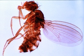 Mikropräparat - Taufliege, Drosophila, Imago total