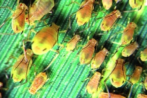 Mikropräparat - Blattläuse, Aphidae, geflügelt und ungeflügelt, total