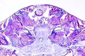Mikropräparat - Kreuzspinne, Araneus, Cephalothorax mit Nervensystem, längs
