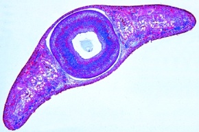Mikropräparat - Planaria, Strudelwurm, Körpermitte, quer