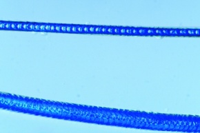 Mikropräparat - Angorawolle