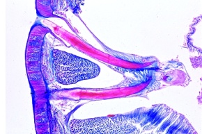 Mikropräparat - Lumbricus, Regenwurm, Haut mit Borsten (Setae), quer
