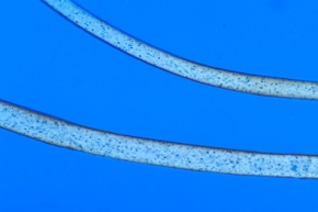 Mikropräparat - Cuprama-Zellwolle