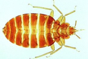 Mikropräparat - Cimex lectularius, Bettwanze, Totalpräparat