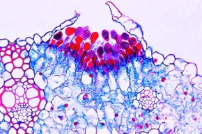 Mikropräparat - Getreiderost, Puccinia graminis, Uredosporen auf Weizenblatt, quer (Roter Rost)