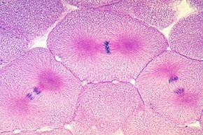 Mikropräparat - Fischembryo mit Mitosen, längs, Feulgenfärbung