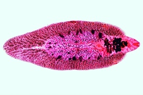 Mikropräparat - Distomum hepaticum (Fasciola), großer Leberegel, total