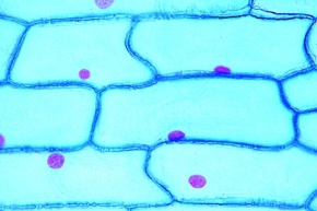 Mikropräparat - Epidermiszellen der Küchenzwiebel (Allium cepa). Demonstrationsobjekt für einfache Pflanzenzellen mit Zellwand, Kern, Plasma, total