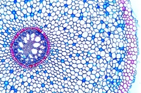 Mikropräparat - Wurzel der Schwertlilie (Iris), quer. Typische monokotyle Wurzel