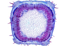 Mikropräparat - Stengel der Taubnessel (Lamium), vierkantiger Stamm mit Kollenchym, quer
