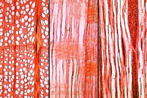 Mikropräparat - Holzschnitte der Rotbuche (Fagus silvatica), Querschnitt, tangentialer und radialer Längsschnitt. Zerstreutporiges Holz