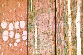 Mikropräparat - Holzschnitte der Esche (Fraxinus excelsior), Querschnitt, tangentialer und radialer Längsschnitt. Ringporiges Holz