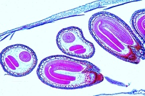 Mikropräparat - Schötchen vom Hirtentäschel (Capsella bursa pastoris), längs. Schnitte durch Embryonen
