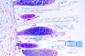 Mikropräparat - Polytrichum, Haarmoos, Antheridienstand, längs, Laubmoose (Musci)
