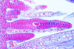 Mikropräparat - Polytrichum, Haarmoos, Archegonienstand, längs, Laubmoose