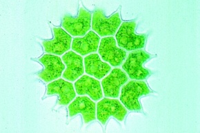 Mikropräparat - Pediastrum, flache radförmige Kolonien, total, Grünalgen (Chlorophyceae)