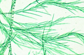 Mikropräparat - Draparnaldia glomerata, gegliederte Fäden mit Quirlbildung, total, Grünalgen (Chlorophyceae)