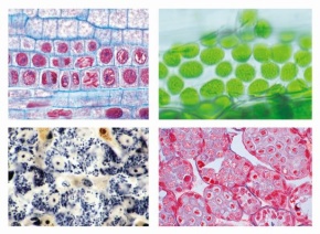 Zellenlehre (Cytologie Mensch, Tier und Pflanze), Große Spezials