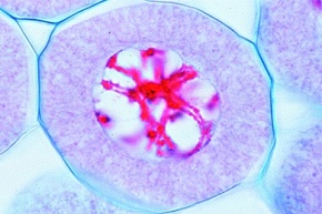 Mikropräparat - Lilie, Diplotän. Bildung der Chiasmata (crossing over), dabei Genaustausch und Neukombination der Erbanlagen