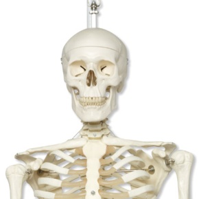 Standard-Skelett Stan auf Metallhängestativ mit Rollen