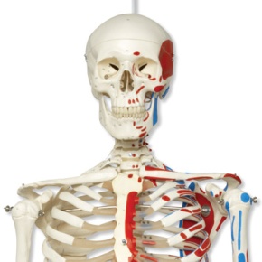 Klassik-Skelett Max mit Muskeldarstellung, auf Hängestativ