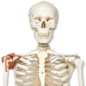 Skelett-Modell Leo mit Gelenkbändern, auf Rollenstativ