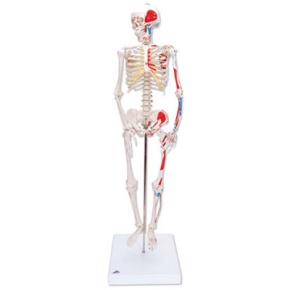 Mini-Skelett Shorty mit Muskelbemalung, auf Sockel