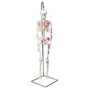 Mini-Skelett Shorty mit Muskelbemalung auf Hängestativ