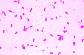 Mikropräparat - Acetobacter aceti. Essigbakterien. Ausstrich