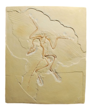 Archaeopteryx lithographica, Replikat