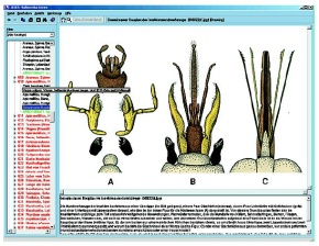 Die Welt der Insekten (neue und erweiterte Version V2.0), Interaktive CD-ROM