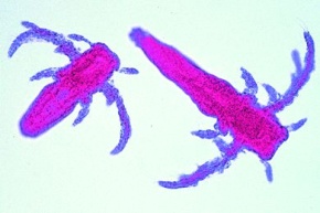 Mikropräparat - Artemia salina, Salzkrebschen, Entwicklungsstadien